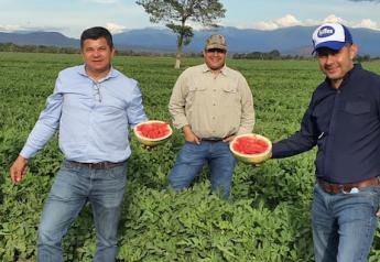 Fyffes delivers report on first-year impacts of Honduran melon strategy