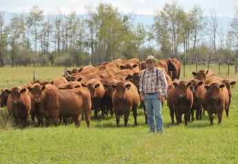 Pick of Feddes Red Angus Heifer Crop Offered By RAAA