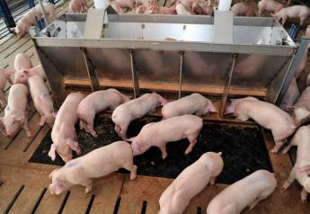 Cash Weaner Pig Prices Average $55.93, Down $4.36 Last Week