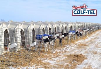 Feeding Calves to Weather Winter