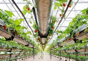 Driscoll's heads to Virginia to grow strawberries in world's largest indoor vertical farm