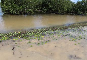Florida farmers brace for worst as Hurricane Ian strengthens