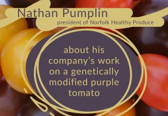 Norfolk Healthy Produce  bets on the power of the purple GMO tomato