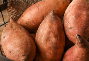 Strong demand noted for organic sweet potatoes