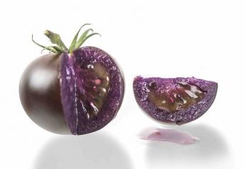 USDA greenlights Norfolk Plant Sciences' Purple Tomato