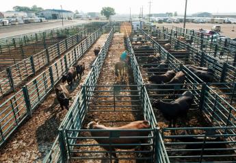 U.S. Plans Rule to Protect Livestock Farmers From Company Retaliation