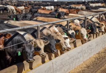 North Leads in Mixed Cash Cattle Trade