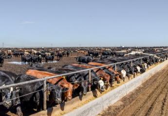 Cash Cattle Rally Takes A Breather