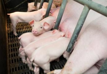 Colostrum: The Key to Piglet Livability