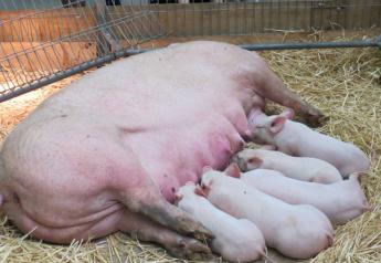 Disease Fears Prompt Ban of Pigs At Melbourne Royal Show in Australia