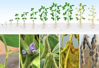 Understand the Soybean’s Journey from Planting to Harvest