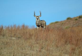 Have You Considered Hunting Leases as an Added Enterprise?
