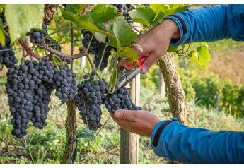 California Table Grape Commission sees expanding exports in 2023 season
