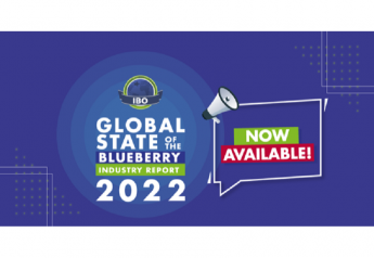 IBO releases the 2022 Global State of the Blueberry Industry report