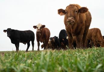 Winter Wheat Grazing Hopes Revived
