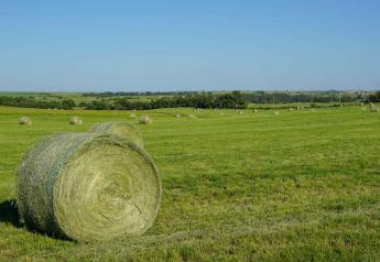 Ask for a Feed Analysis Report on Hay Before Buying or Feeding 
