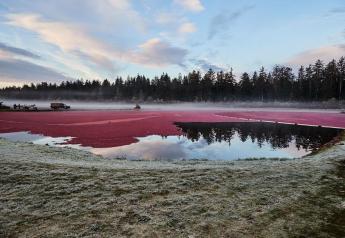 Ocean Spray looks for ample fresh cranberries this fall