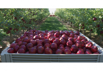 Stemilt Growers looks for expanded bag promotions for 2022 apple crop