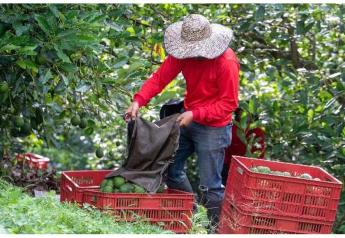 Awe Sum Organics to offer organic, fair trade avocados year-round