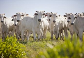 Much of Brazil’s Beef Defies Zero-Deforestation Agreements