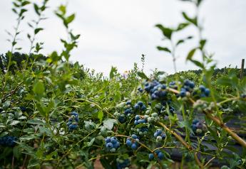 Chilean blueberry volume forecast down 8% from 2021 season
