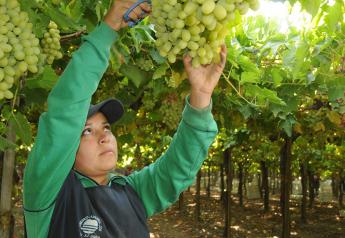Chilean grape industry prepared to ‘move forward with greater force than ever’