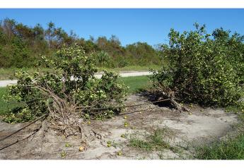 U.S. citrus estimates drop after Hurricane Ian devastated Florida