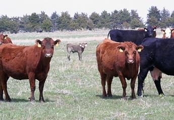 Oklahoma Beef Cattle Numbers Drop Sharply