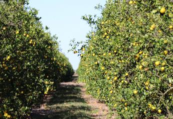 Florida citrus volume down significantly, say grower-shippers
