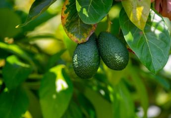 California Avocado Commission names Jeff Oberman president