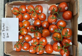Windset Farms pilots shelf-life extension technology on tomatoes