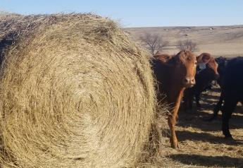 Now is the Time to Estimate Winter Hay Needs