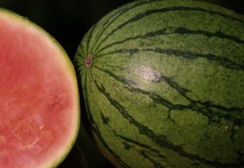 Ark Foods to trial new watermelon varieties