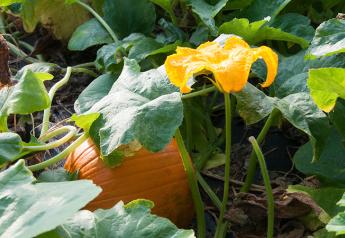 Pumpkin yields down in Indiana