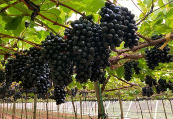 Jam grapes from Brazil offer incremental sales opportunities