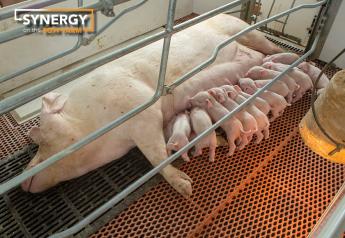Channel Your Sow’s Superpower to Improve Pig Livability