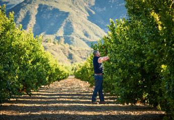 Surviving megadrought, Southwest citrus growers manage water wisely 