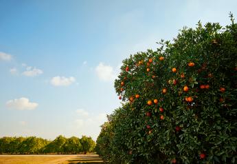 California and Arizona citrus growers anticipate strong season, despite challenges
