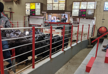 No Bull – The Value of Castration for Calves