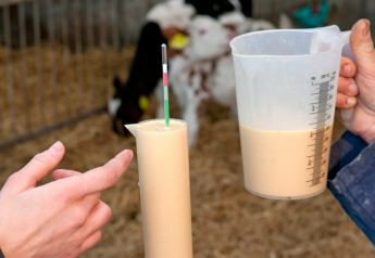 Calves May Have to Share Their Colostrum with Humans
