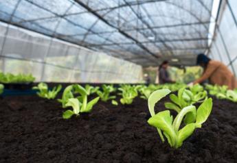 Revol Greens to double romaine production with new 20-acre Texas greenhouse