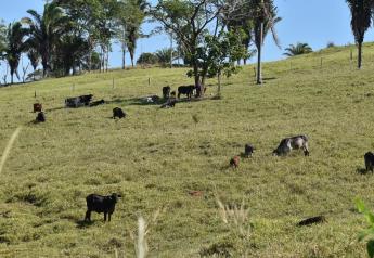 How Cattle Ranchers in Brazil Cope with Weather Shocks