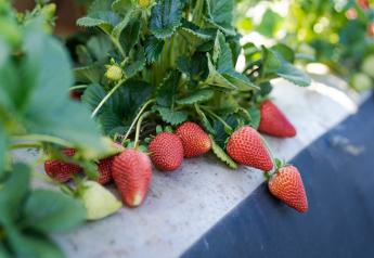 California Giant Berry Farms expects strong fall strawberry harvest