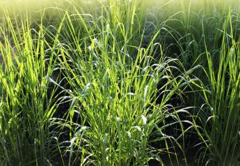 Ready for the Switch? The Dairy Merits of Switchgrass