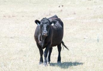 Pasture Recovery from Drought