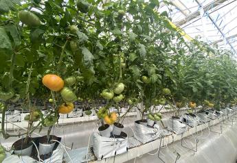 Wholesum brings organic heirloom tomatoes indoors 