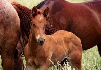 Young Horse Health and Nutritional Needs Have Their Own Story 