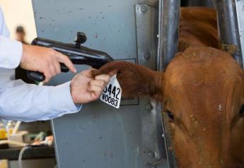 Beck: Implanting Calves Preweaning