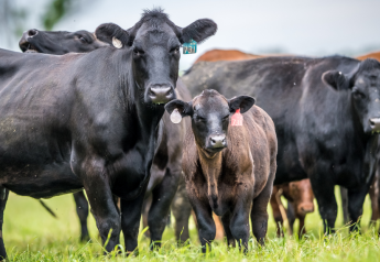 Key Strategy to a Better-than-Average Herd