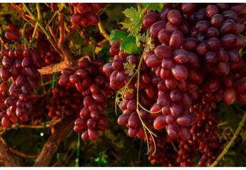 Pretty Lady grapes will be at the IFPA's Global Produce & Floral Show